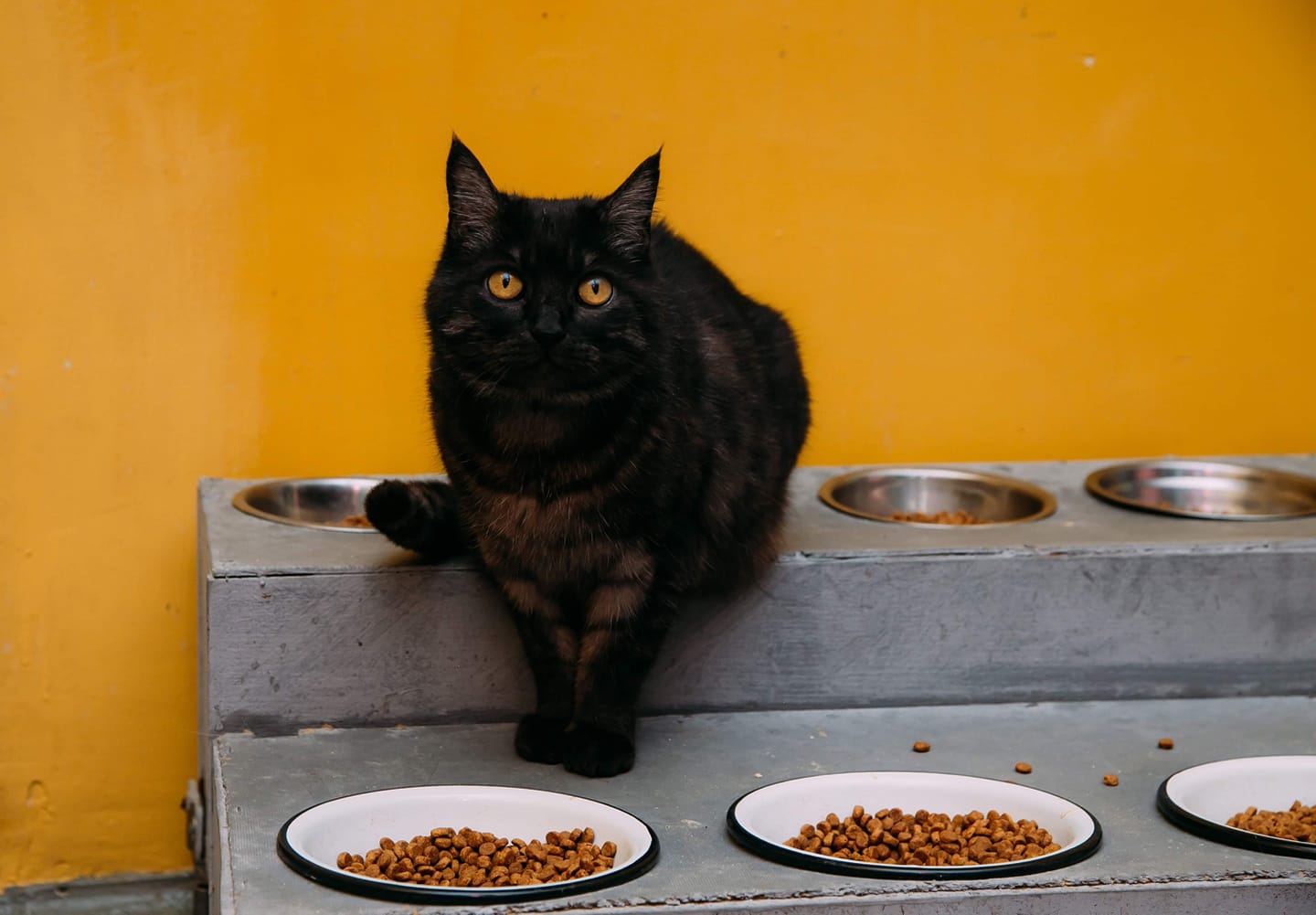 Как помочь животным, нуждающимся в нашем участии: популярные паблики и проекты 11