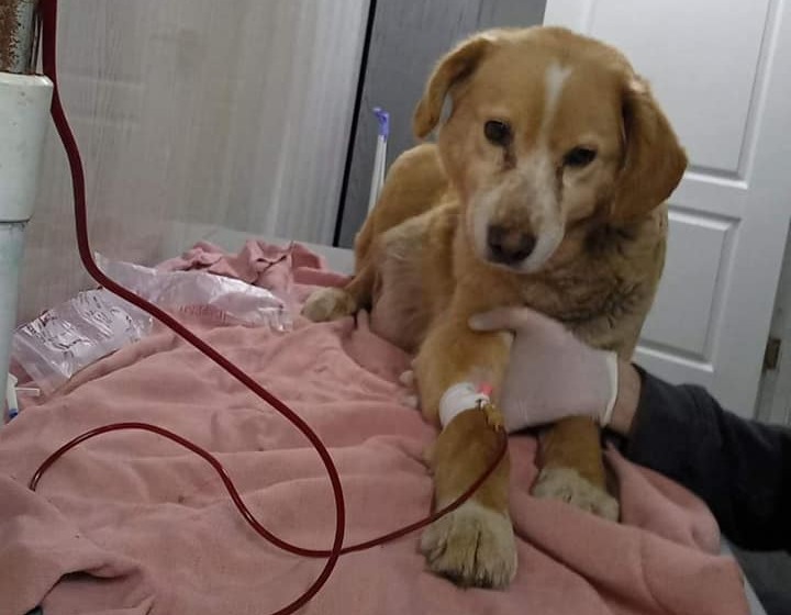 Как помочь животным, нуждающимся в нашем участии: популярные паблики и проекты 13