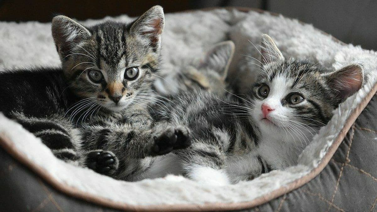 В Киеве мужчина выбросил с седьмого этажа кошку и четырёх котят
