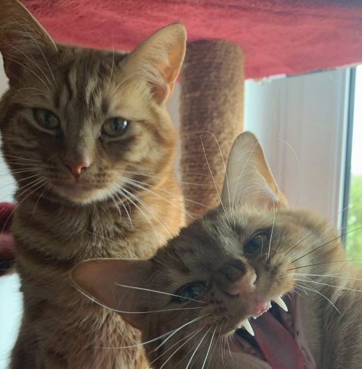 Назвали переможців щорічного конкурсу найсмішніших фото хатніх тварин 1