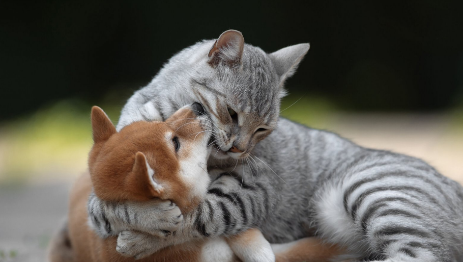 Назвали переможців щорічного конкурсу найсмішніших фото хатніх тварин 18