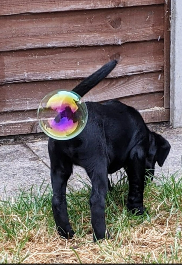 Назвали переможців щорічного конкурсу найсмішніших фото хатніх тварин 2