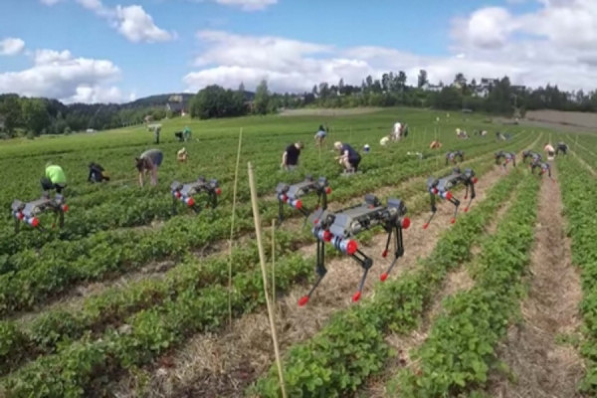 Собака-робот может как собирать урожай в поле, так и переносить его по полю и не только