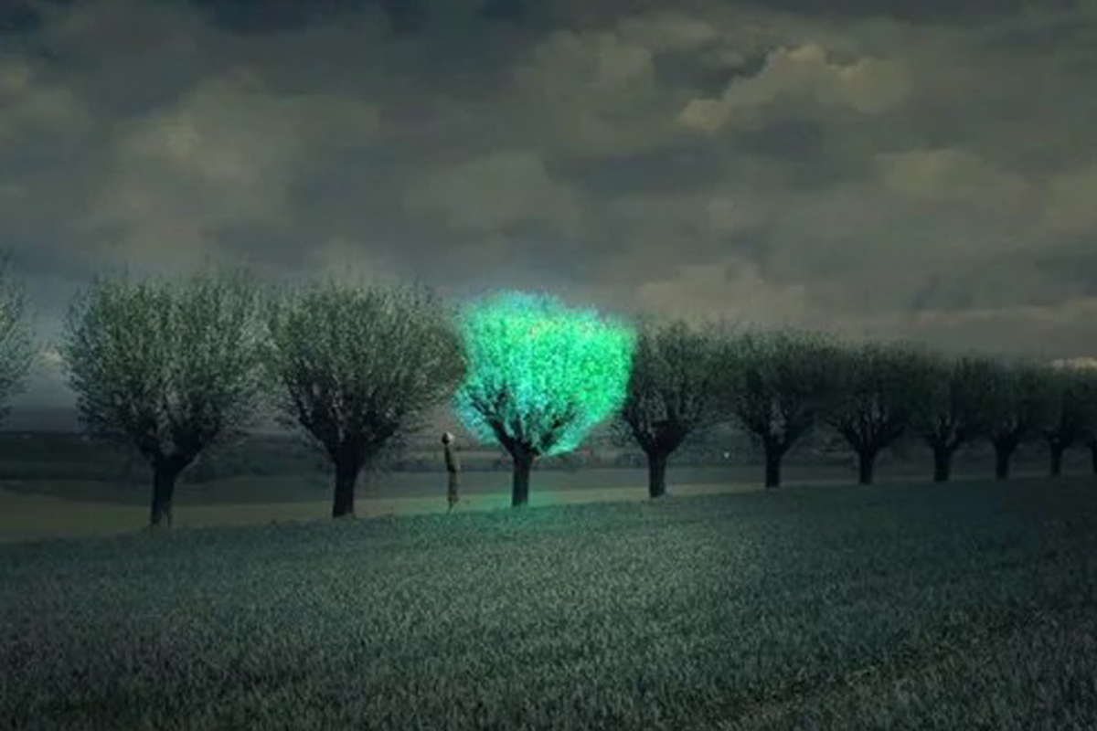 Деревья будут освещать улицы