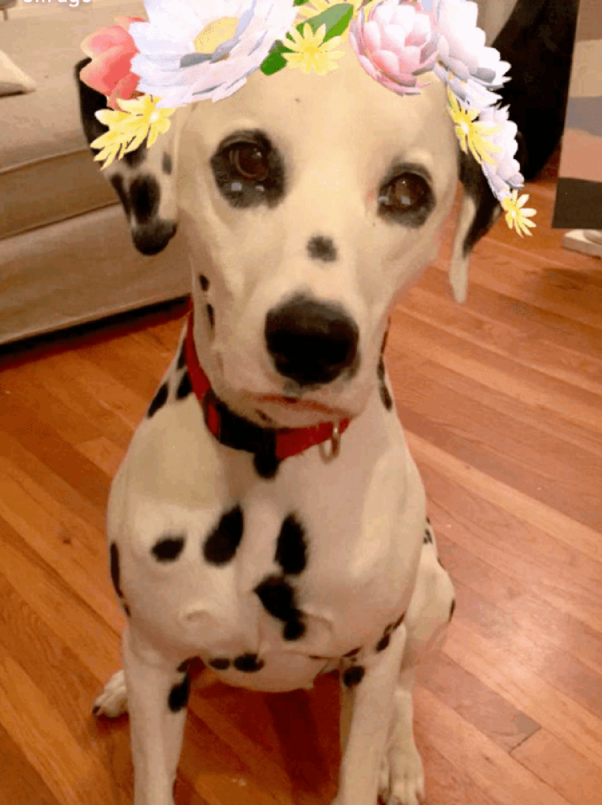 В Snapchat появились маски и эффекты для собак