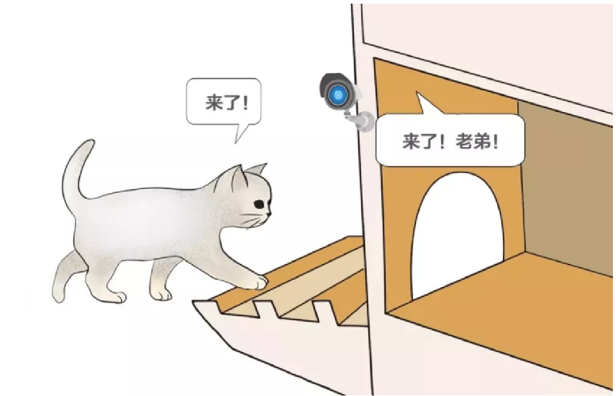 Двери приюта открываются после того как камера просканирует морду кота