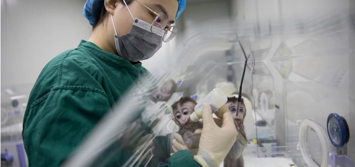 Ученые создали обезьяну с клетками человека