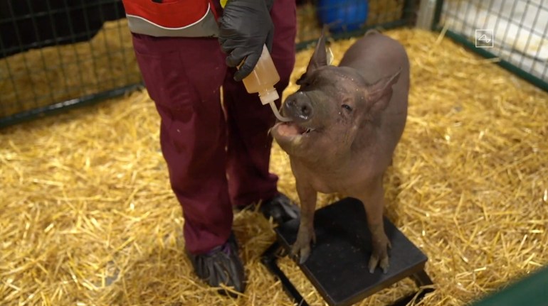 В рамках презентации Илон Маска, как и обещал, продемонстрировал работу нейроинтерфейса на свинье Гертруде В рамках презентации Илон Маска, как и обещал, продемонстрировал работу нейроинтерфейса на свинье Гертруде