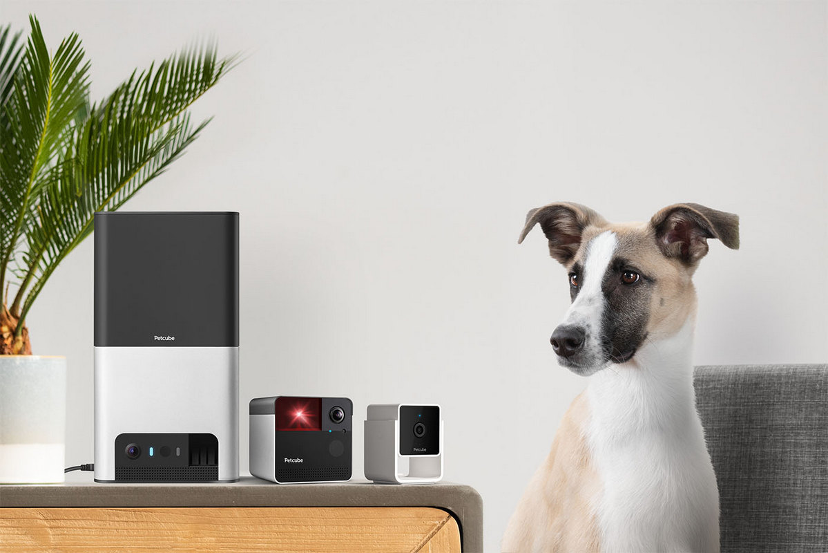 Petcube выпустила камеру Petcube Cam с ночным видением и ветеринарным чатом