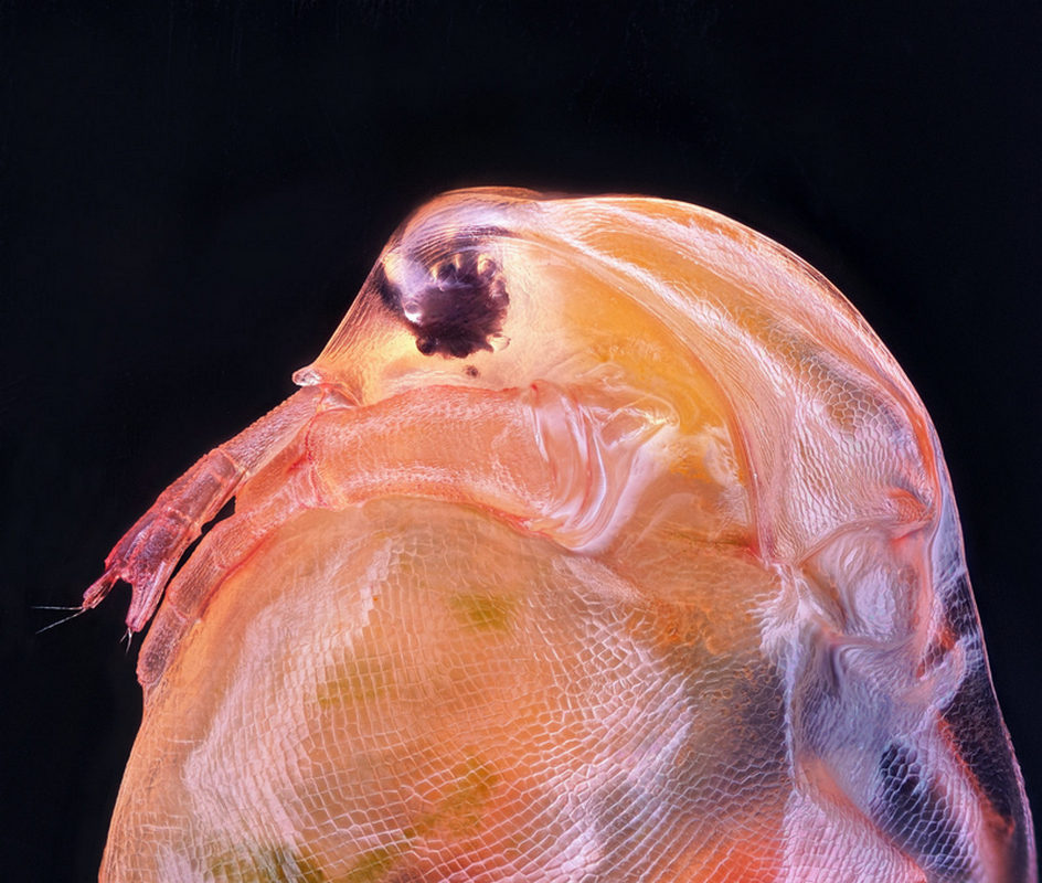 Дафния великая (Phyllopoda)