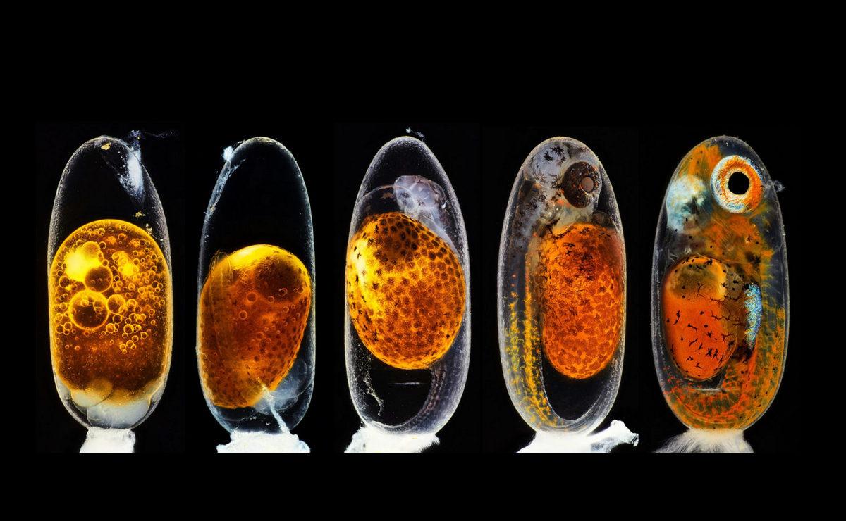 Эмбриональное развитие рыбы-клоуна (Amphiprion percula) на 1, 3 (утром и вечером), 5 и 9 дни